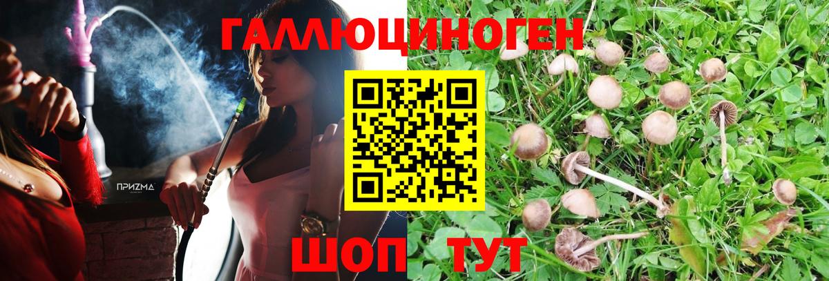 Галлюциногенные грибы Psilocybine cubensis  Вход с VPN  Новоалтайск 
